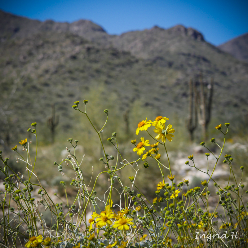 The Desert Turns&nbsp;Green